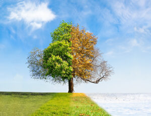 winter_summer_tree